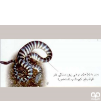 گونه مار دریایی نوک دار Beaked Sea Snake